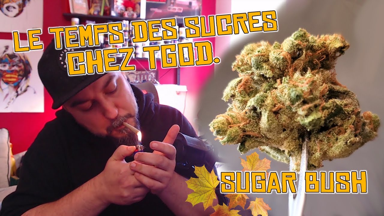 Du weed bio au SIROP D'ÉRABLE ?? SUGAR BUSH de TGOD 22.7 THC The Green