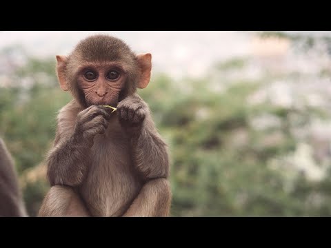 ¿Qué es la viruela del mono y cuánto debe preocuparnos?