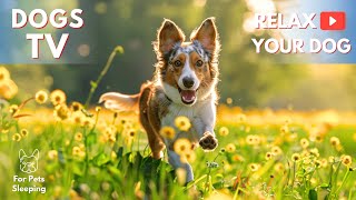 11 Hours Anti Anxiety Music for Dog: TV for Dogs & Videos for Dog to Prevent Boredom With Dog Music