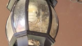Bird family squatters take over porch light to make babies