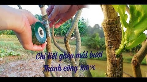 Chia sẻ  bí quyết ghép mắt bưởi, và các loại cây có múi khác tỷ lệ thành công rất cao cho các anh em