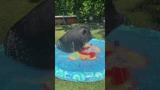 Potbelly Pig Has Good Time In New Splash Pad - 1500392