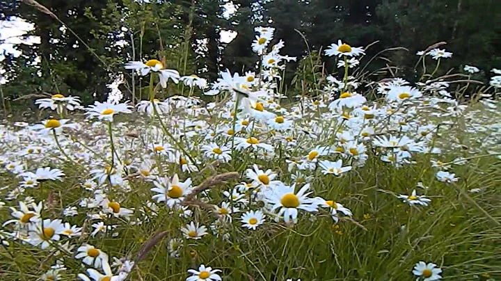 Wildflower Meadow - Philip Hollwey's Wexford Garden