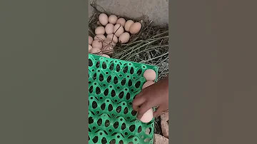 Eggs 