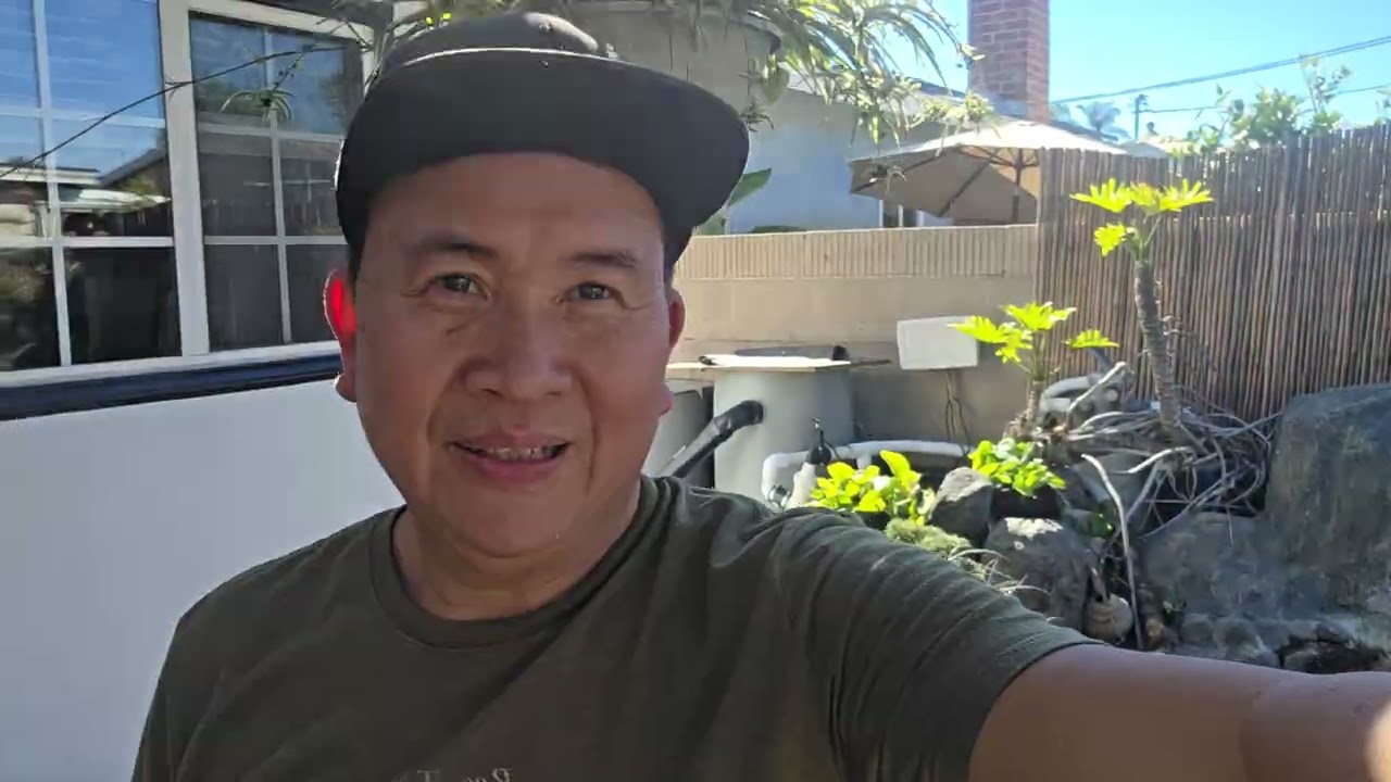 Japanese Koi pond backyard garden 