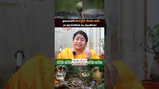 #KingCobra #HowToIdentify #SnakeFacts #WildlifeEducation #DangerousSnakes
