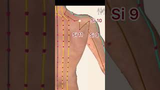 Small Intestine Meridian Acupuncture Points #acupuncturepoints