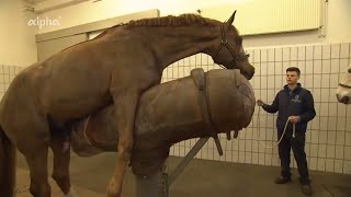 Horse Breads