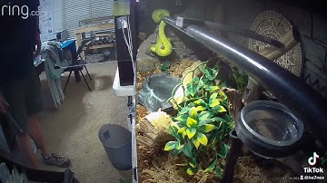 Our Biak Green Tree Python