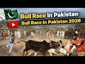 Bull Race In Pakistan | Bull Race In Pakistan2026 | JELSA BAIL DOOR | Bail Race #BullRacelnPakistan