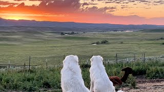 Campout/Bonding Time With My Alpaca Herd and 7 Livestock Guardian Dogs by Big Horn Mountain Alpacas 6,917 views 1 year ago 13 minutes, 11 seconds
