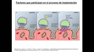 Histología CBCC5 - T16 - Implantación y placenta