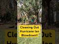 Chainsawing Storm Blowdown After Hurricane Ian #hurricane #hurricaneian #stihlchainsaw