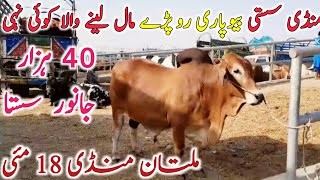 Multan Cow Mandi Fresh Update Qurbani 2024 Bachre || Global Village Farming