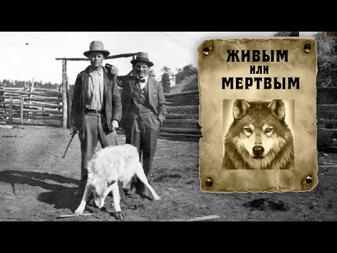 Этот волк был самым опасным преступником животного мира... Этот волк был самым опасным преступником животного мира...