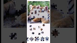 Jigsaw Puzzle Game App Tutorial (Tigers Puzzle) screenshot 2