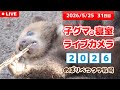 5月25日 子グマの寝室ライブカメラ のぼりべつクマ牧場