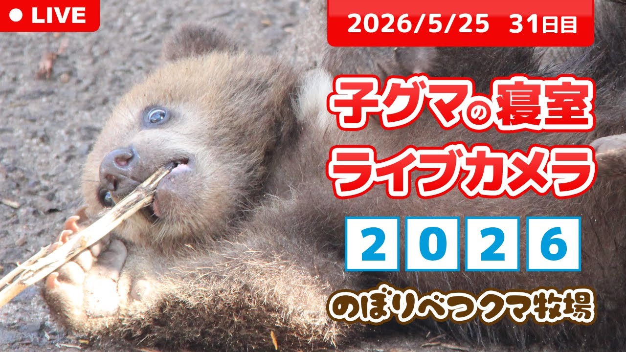 5月25日 子グマの寝室ライブカメラ のぼりべつクマ牧場 - YouTube