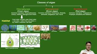 THALLOPHYTA/ALGAE