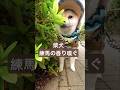 練馬の香りを楽しむ柴犬