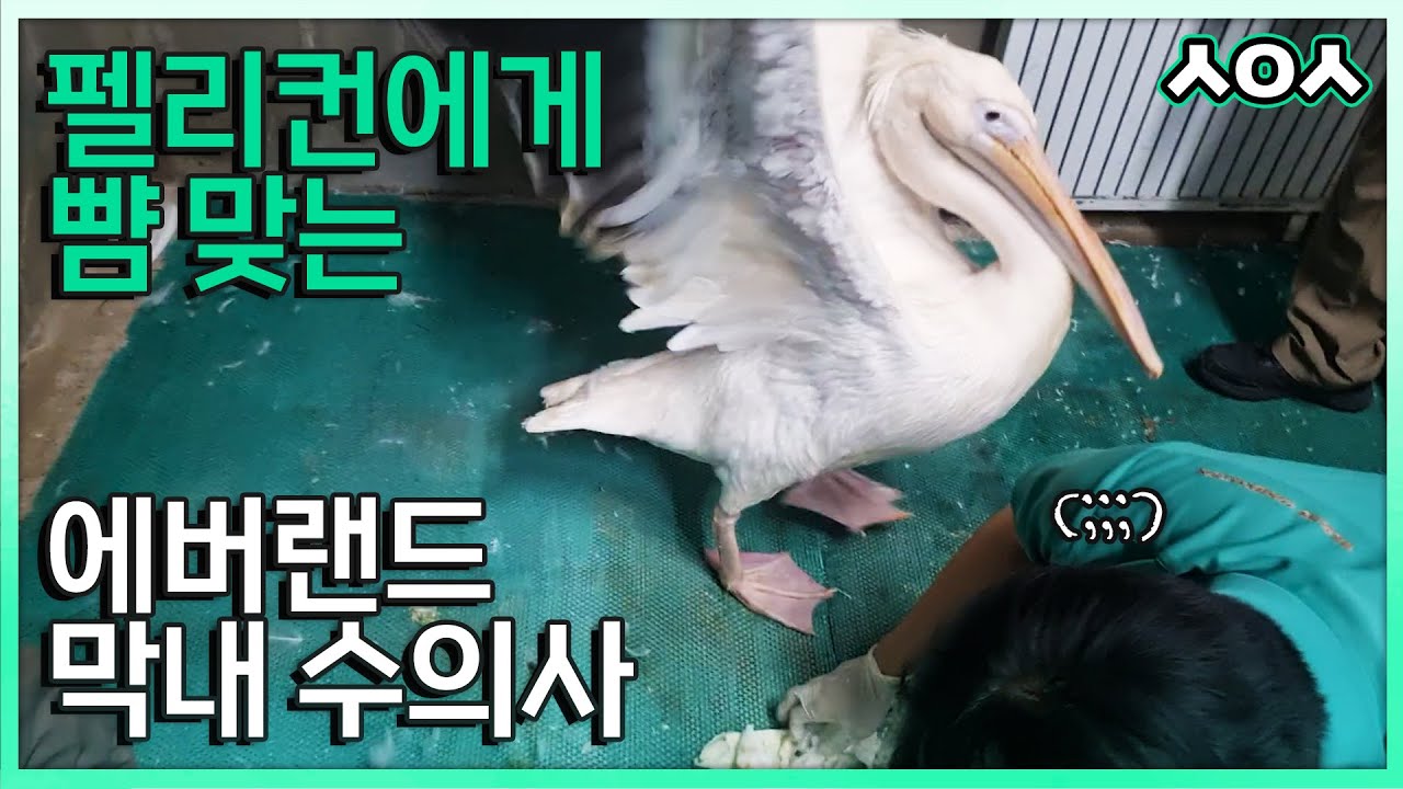 (SUB) Ветеринар подвергся нападению после оказания медицинской помощи пеликану│Everland Vet Vlog