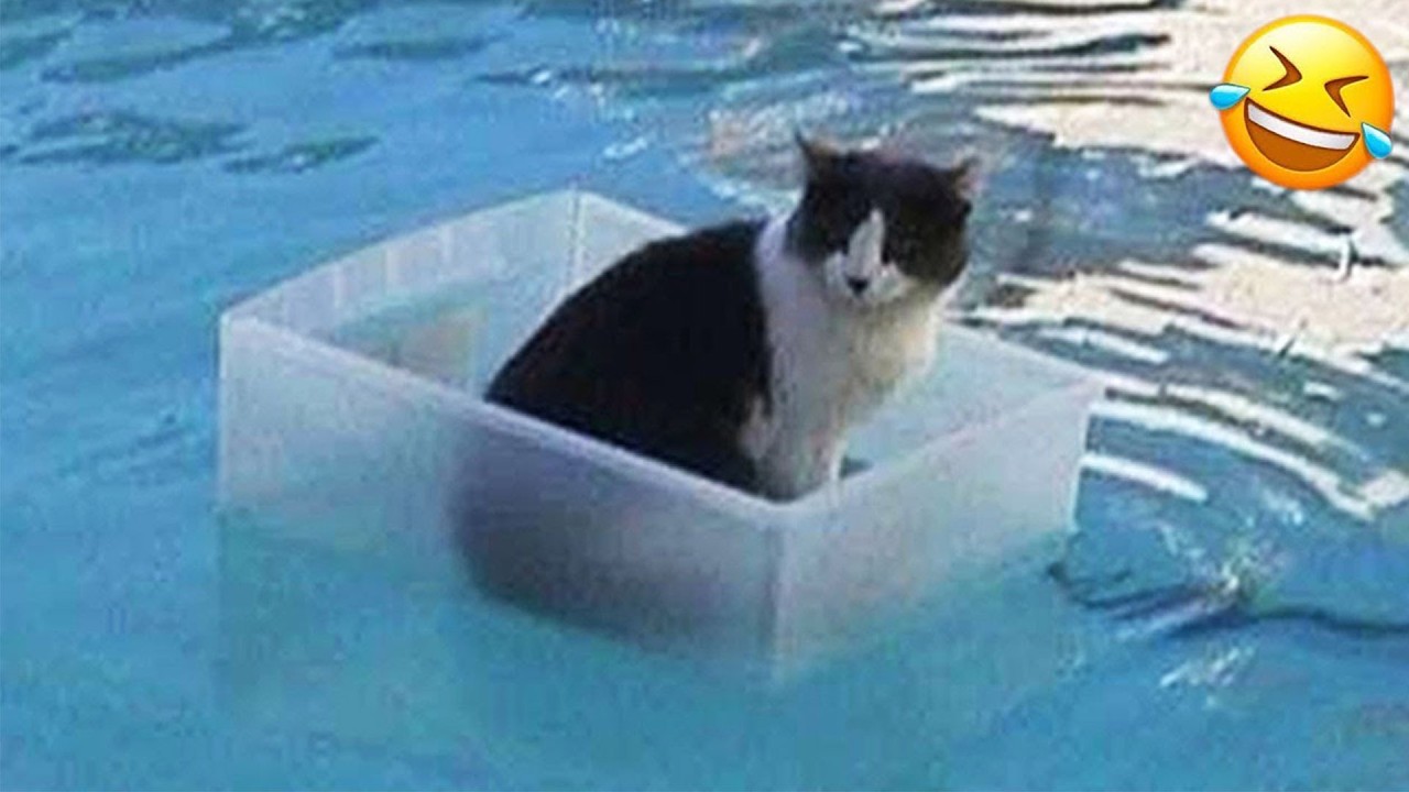 Laugh with TEARS at the FUNNIEST Animal Videos EVER🐾Hilarious CATS🐱 and DOGS🐶