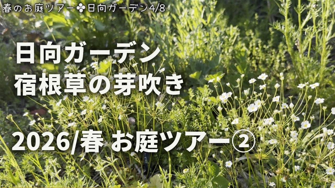 《お庭ツアー2026／春②》日向ガーデン／宿根草、一年草の芽吹きを確認／草マルチ・雑草と共生する庭