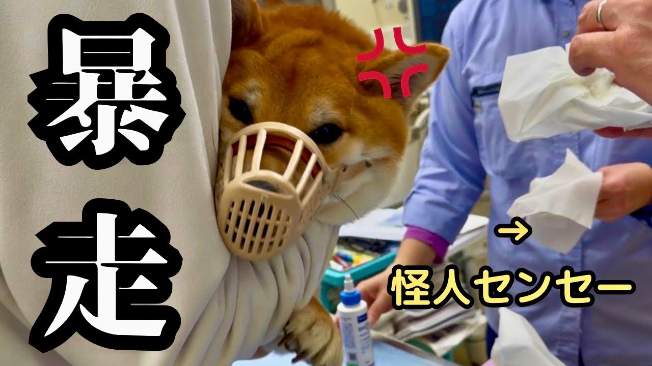 大騒動】普段はニコニコ陽キャ柴犬が、病院で大暴れしてしまいました