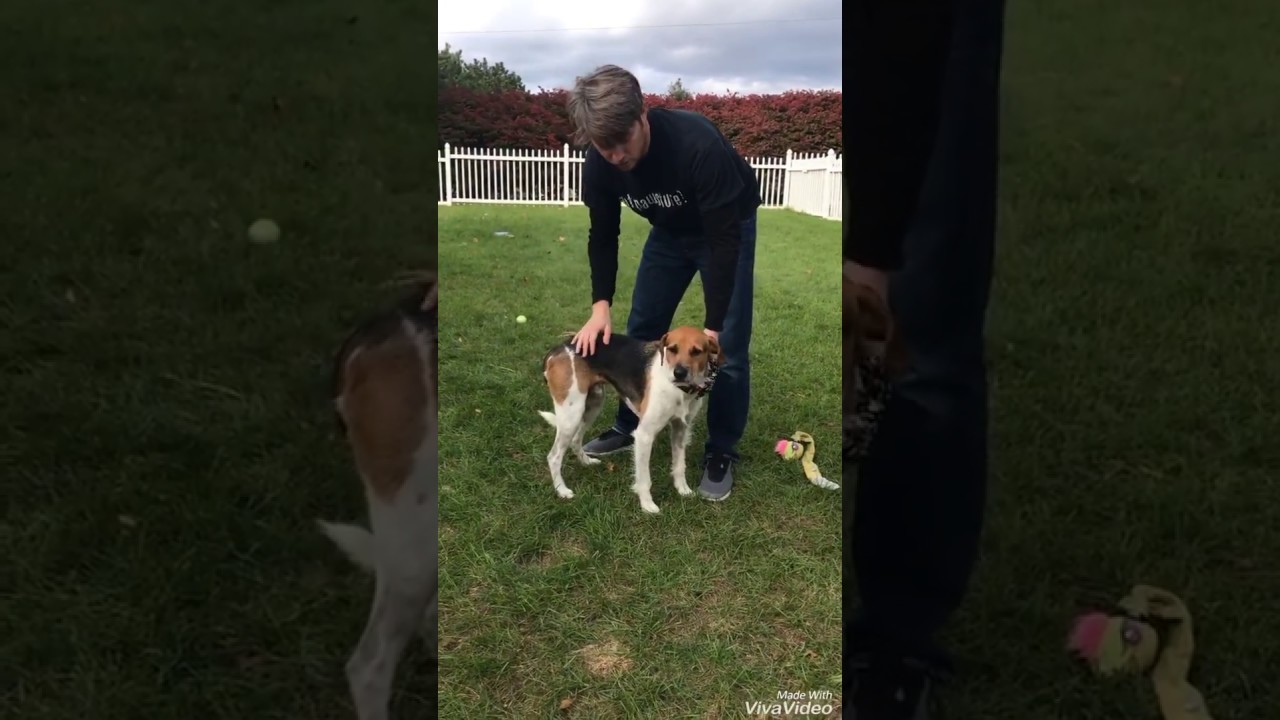 Canine Rehabilitation Side Stepping YouTube