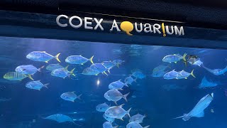 [Walk] Coex Aquarium 코엑스 아쿠아리움 江南水族館