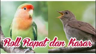 masteran ngerol rapat dan kasar, suara jernih burung love bird dan nightingale