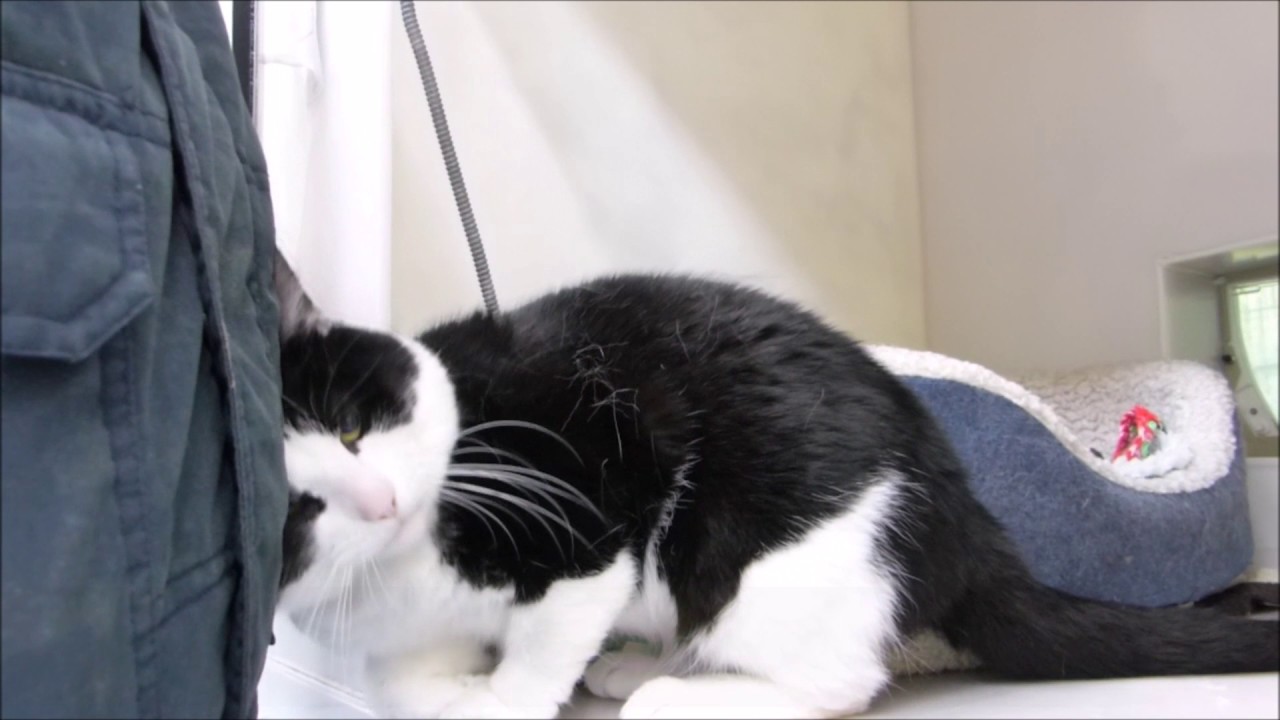 Cats Protection Derby AC Pamuk YouTube