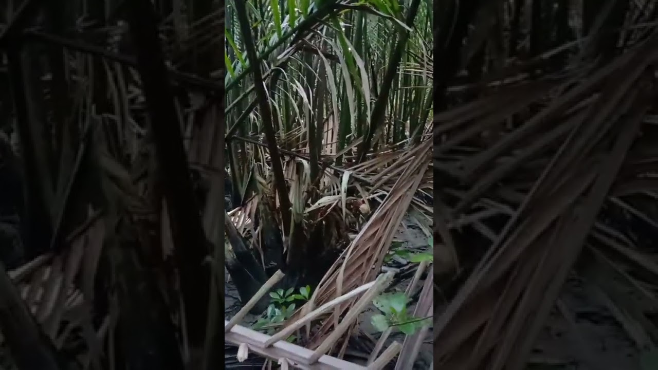 niat mikat burung tledekan, akhirnya dapat anakan 👍mantap gaeeesss 👍👍👍