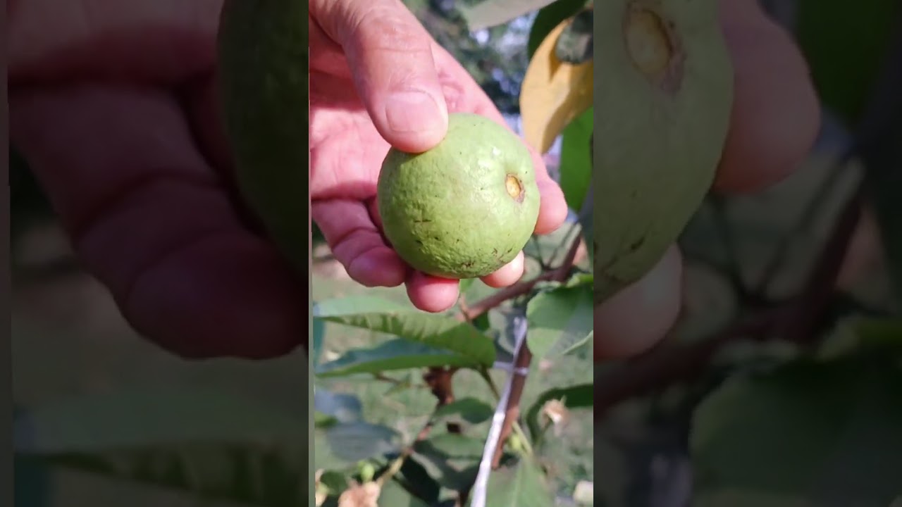 Wonderful First harvest from my Guava plant/