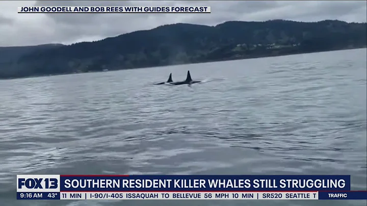 Southern resident killer whales still struggling | FOX 13 Seattle