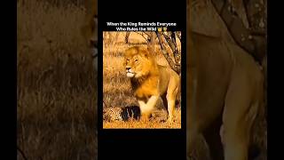 The king doesn’t speak… he shows. 👑 #king #nature #realking #lionking #wildlife