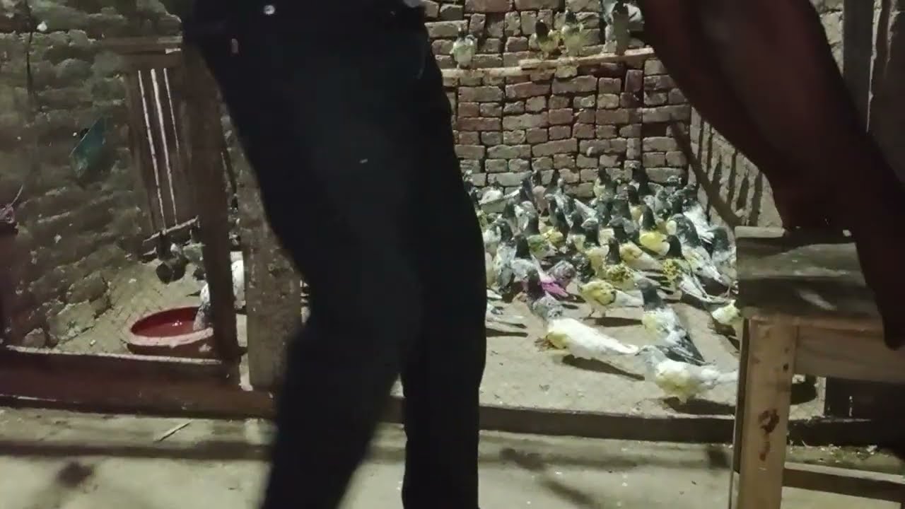 کبوتروں کی ویڈیو بہترین