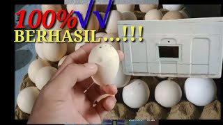 CARA MENETASKAN TELUR AYAM BROILER MODERN | CHICKEN HATCHERY | PENETASAN TELUR AYAM. 