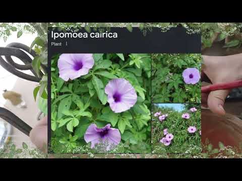 How to Grow, Care, Propagate & Transplant Ipomoea cairica | Morning Glory | Railroad Creeper
