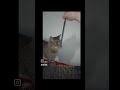 Schaduwspel het katje vangt een potlood en felix ziet het in een realistische wereld music cat