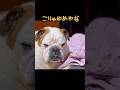 目が覚めたら１週間いなかったお母さんが目の前に居た時の寝ぼけた犬の反応 #ブルドッグまめ #まめりき #シニア犬