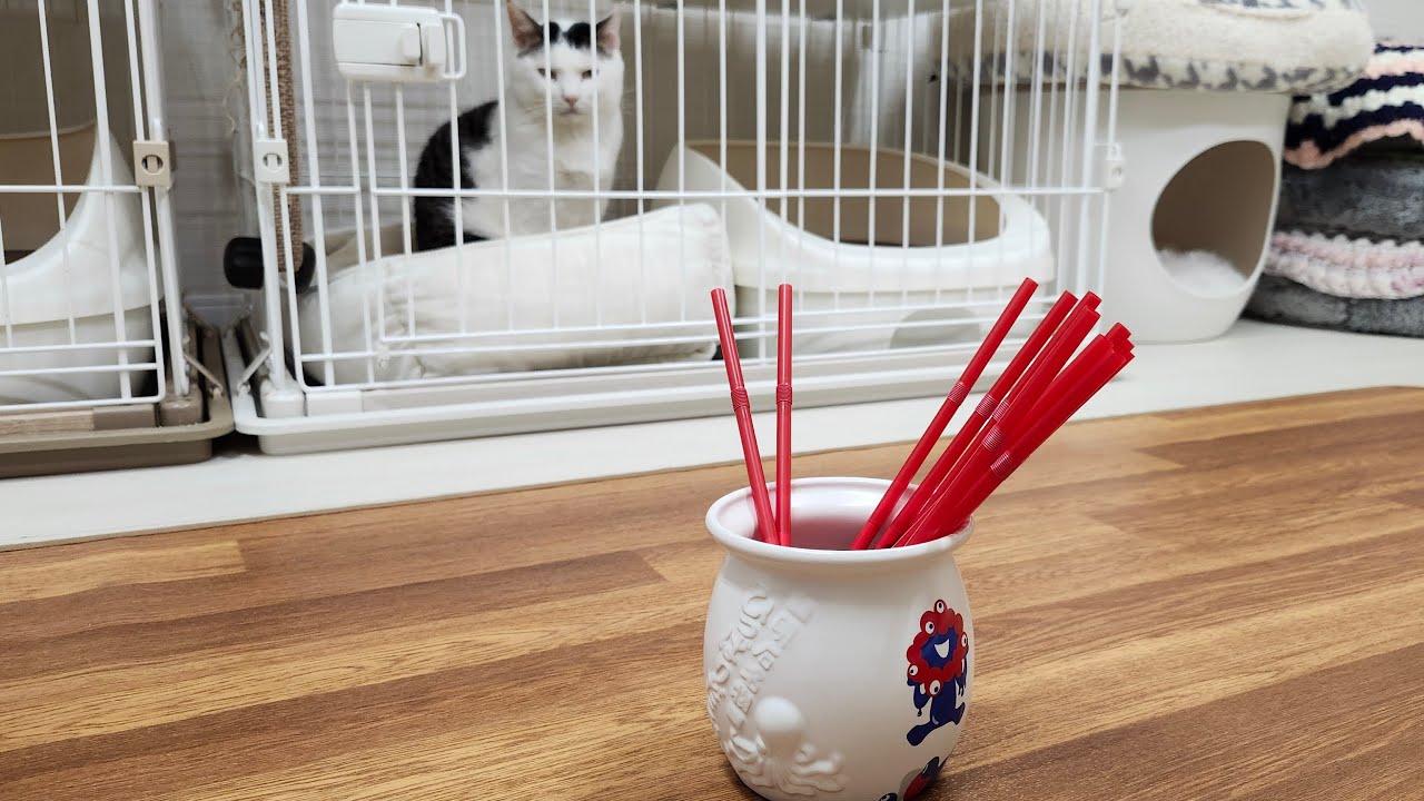 3/(金) プレゼント企画の抽選くじ引き配信だよ