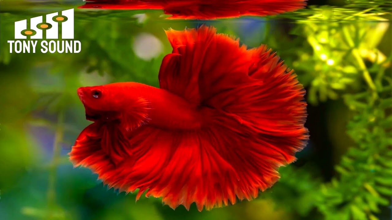 TONY SOUND | To Loom Is to Love -  Mini Vandals