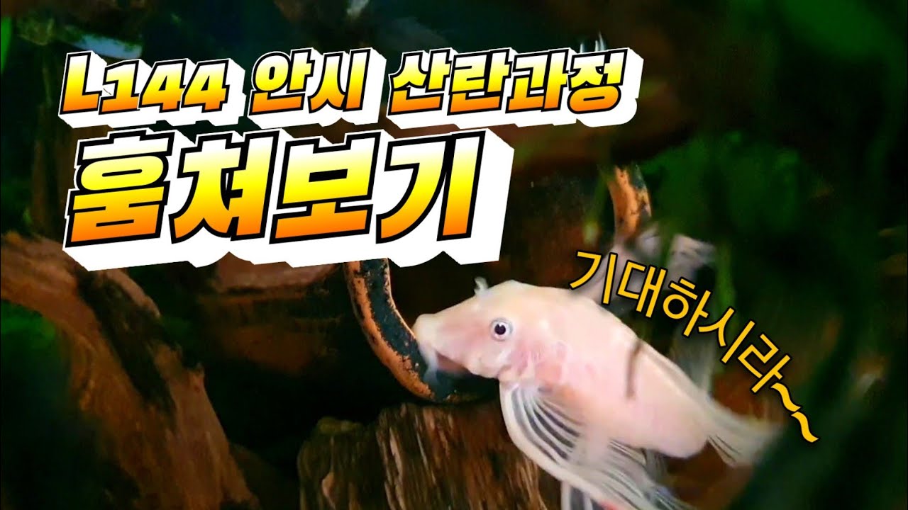 L144 안시 산란과정 훔쳐보기
