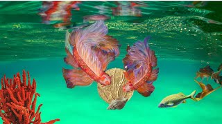 Abstract koi painting acrylic paint and resin art