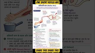 Reflex Arc!! ytshorts #ytshortsindia#scince#biology#facts#concepts