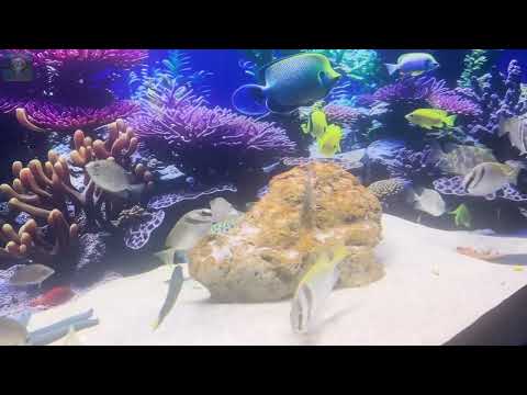 A Day At The Aquarium - Tropical Fish And Marine Life In Stunningly Realistic Ultra HD Quality.