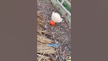 Ốc sên bạch ăn bắp cải siêu to khổng lồ #ocsenbach #ốcsên #ốcsênviệtnam #snail