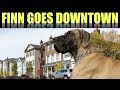 Great Dane Puppy Goes Downtown - FINN THE GREAT DANE