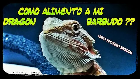 ¿Qué es lo que más le gusta comer a un dragón barbudo?